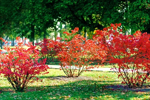 Cotinus Young Lady Smoke Bush Shrub